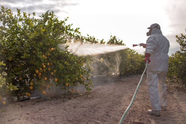 Best Flea Control Services  in Rankin, TX